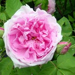 Photos Rosa