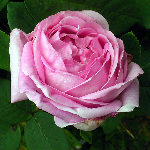 Photos Rosa - Rose
