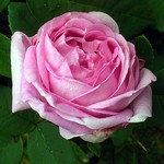 Photos Rosa