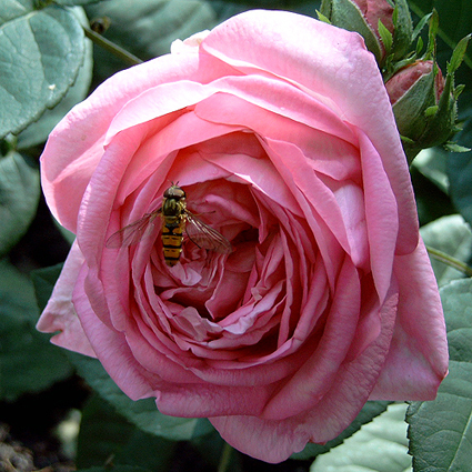 Photos Rosa - 