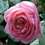 Photos Rosa