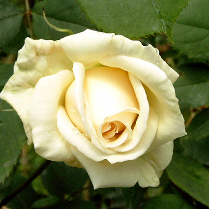 Photos Rosa - Rose