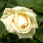 Photos Rosa