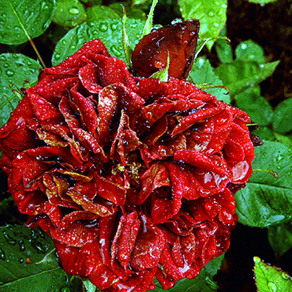 Photos Rosa - Rose