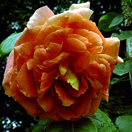 Photos Rosa - Rose