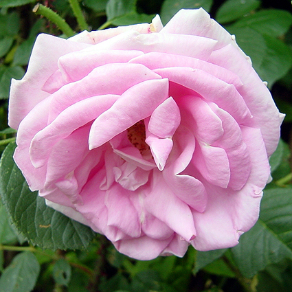 Photos Rosa - Rose