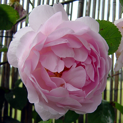 Photos Rosa - Rose