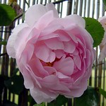 Photos Rosa