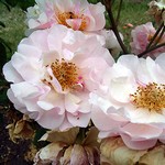 Photos Rosa