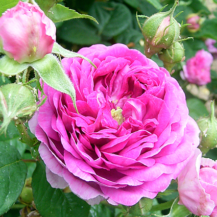 Photos Rosa - Rose