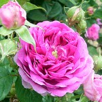 Photos Rosa
