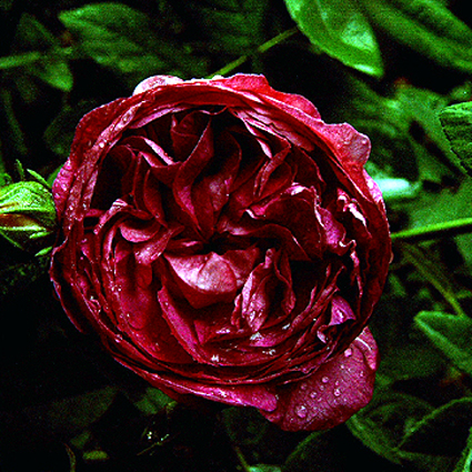 Photos Rosa - Rose