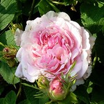 Photos Rosa