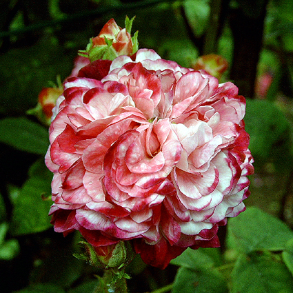 Photos Rosa - Rose