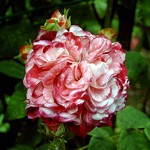 Photos Rosa