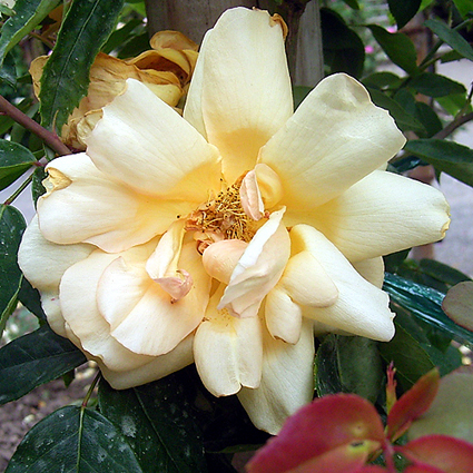 Photos Rosa - 