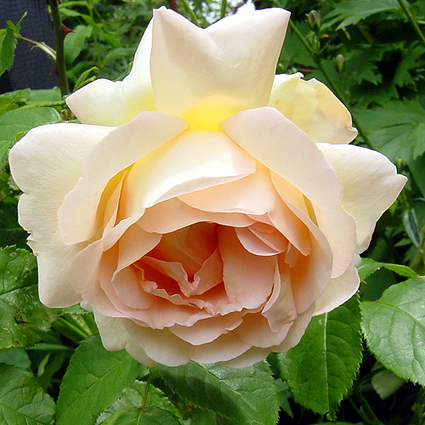 Photos Rosa - Rose