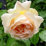 Photos Rosa