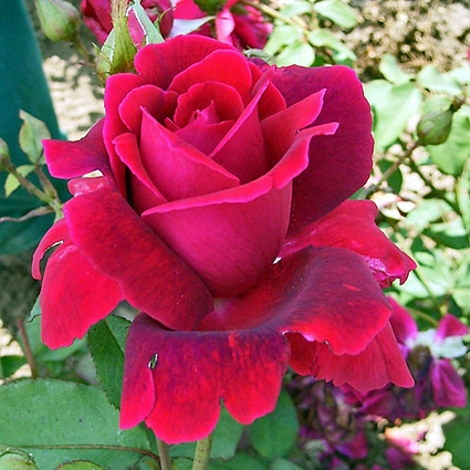 Photos Rosa - Rose