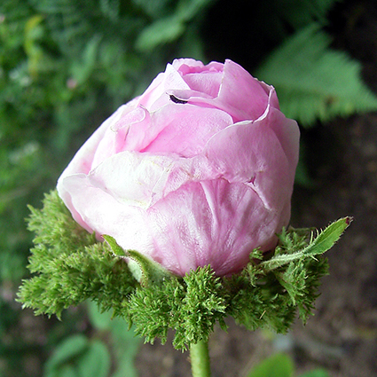 Photos Rosa - Rose
