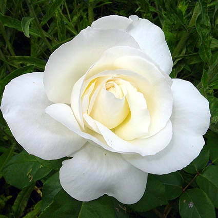 Photos Rosa - Rose