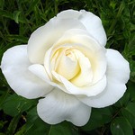 Photos Rosa