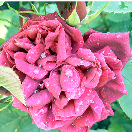 Photos Rosa - Rose
