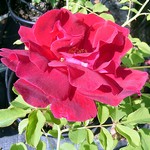 Photos Rosa