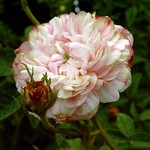 Photos Rosa