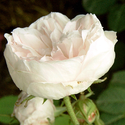 Foto Rosa - 