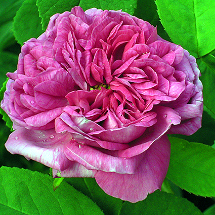 Photos Rosa - 