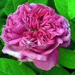 Photos Rosa