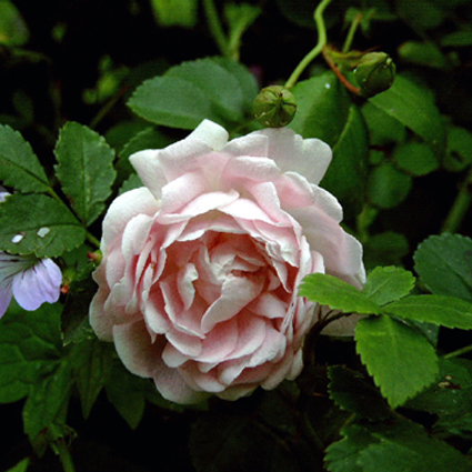 Photos Rosa - Rose