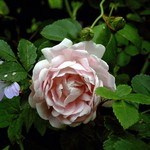 Photos Rosa