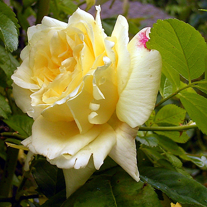Photos Rosa - Rose