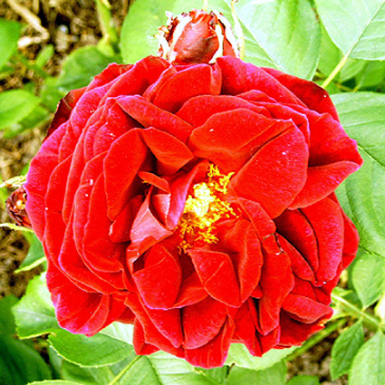 Photos Rosa - Rose