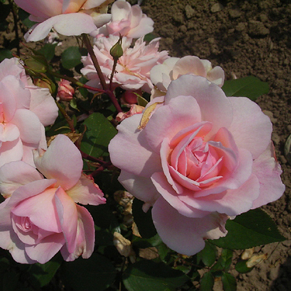 Photos Rosa - 