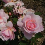 Photos Rosa