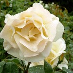 Photos Rosa - Rose