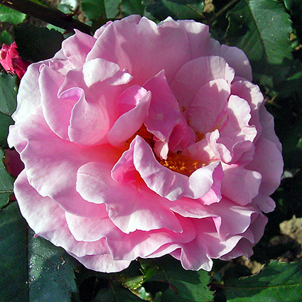 Photos Rosa - Rose