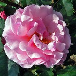 Photos Rosa