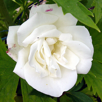 Photos Rosa - 