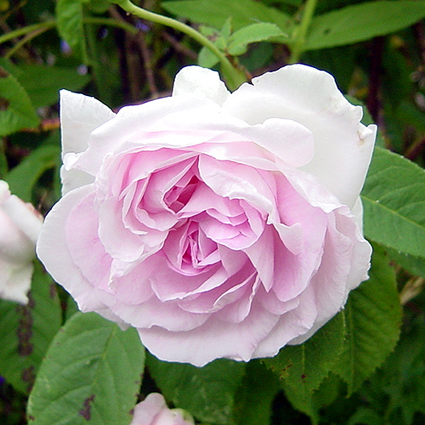 Photos Rosa - 