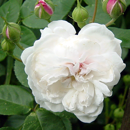 Photos Rosa - 