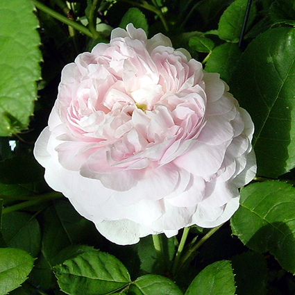 Fotos Rosa - 