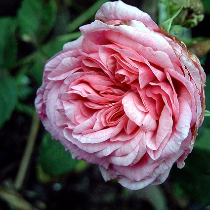 Photos Rosa - Rose