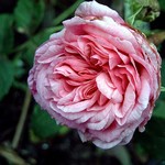 Photos Rosa