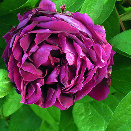 Fotos Rosa - 