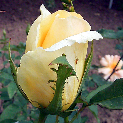Photos Rosa - 
