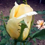 Fotos Rosa